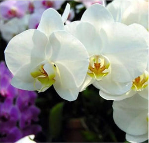 20 Exotic Rare Orchid Seeds