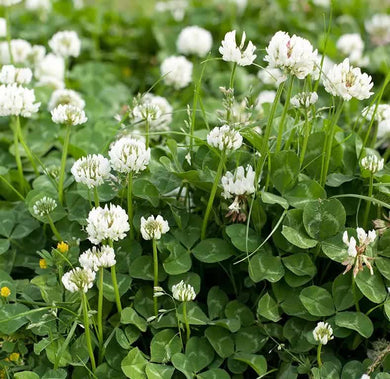 750 White Dutch Clover Seeds