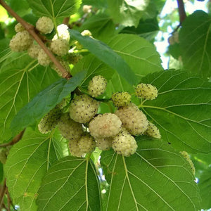 50 White Mulberry Tree Seeds