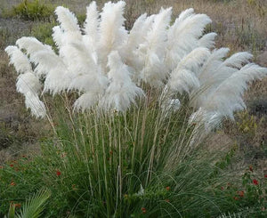 100 White Pampas Grass Seeds