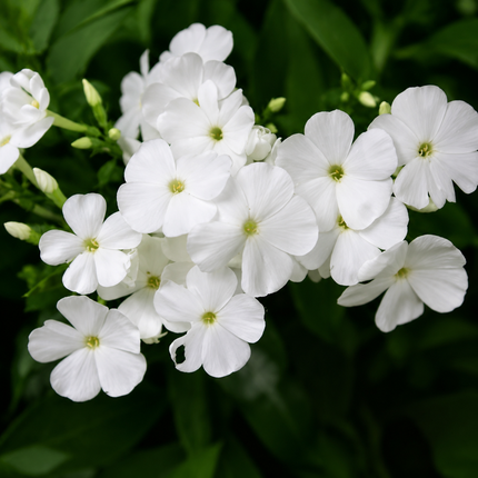 50 White Phlox Drummondii Seeds