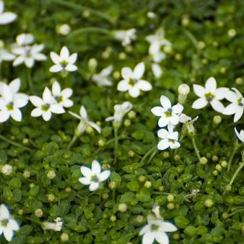 White Star Creeper Live Plant – Groundcover - Seed World