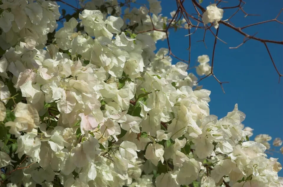 1 Live Bougainvillea - Well Rooted - Starter  Plug