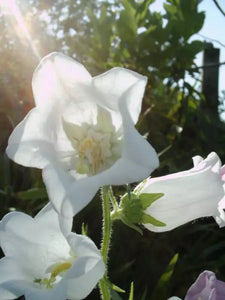 200 Canterbury Bells (Campanula medium) Flower Seeds