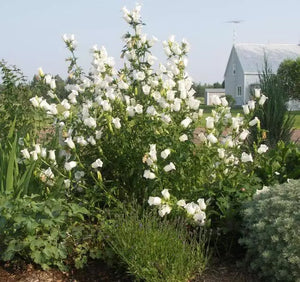 200 Canterbury Bells (Campanula medium) Flower Seeds