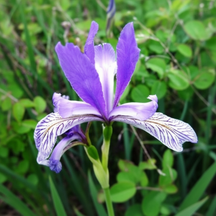 25 Wild Blue Iris Seeds (Iris missouriensis)
