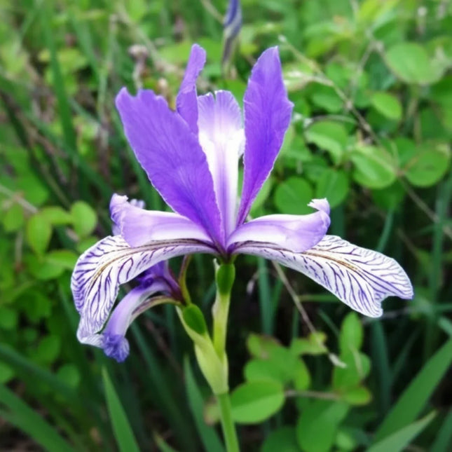25 Wild Blue Iris Seeds (Iris missouriensis)