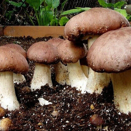 Wine Cap Mushroom Grain Spawn – 1lb (Stropharia rugoso-annulata) - Seed World