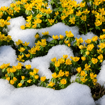 20 Winter Aconite Eranthis Hyemalis Seeds