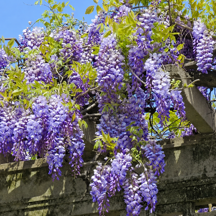 Purple wisteria flowers hanging in dense clusters from a stone trellis, with green leaves and blue sky visible in the background.