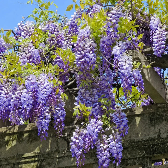 Purple wisteria flowers hanging in dense clusters from a stone trellis, with green leaves and blue sky visible in the background.