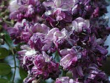 5 Purple Wisteria Seeds