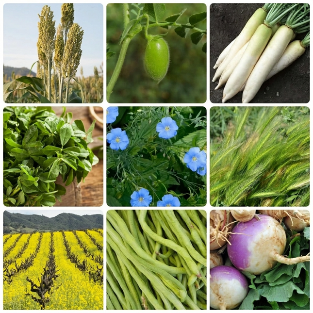 Assorted vegetable and grain seeds collage including sorghum, tomatillo, daikon, flax, and beans for home gardening. Seed World