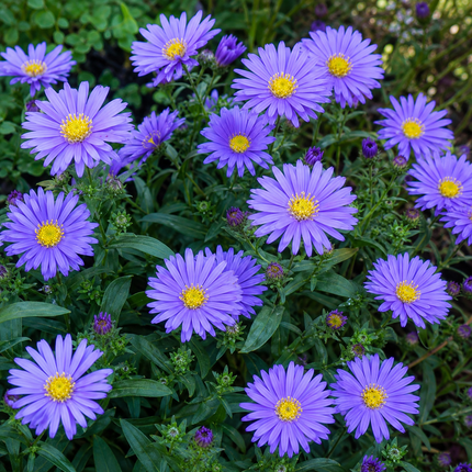 Wonder of Staffa Aster flowers