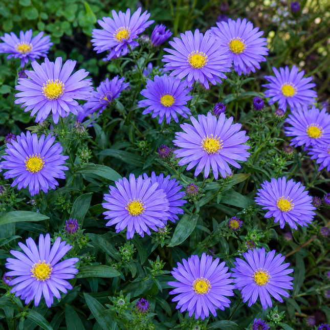Wonder of Staffa Aster flowers