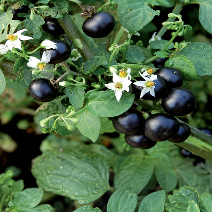 100 Wonderberry Seeds (Solanum burbankii) - 100