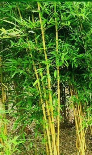 yellow bamboo plant