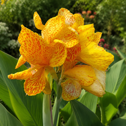 Yellow Canna Lily