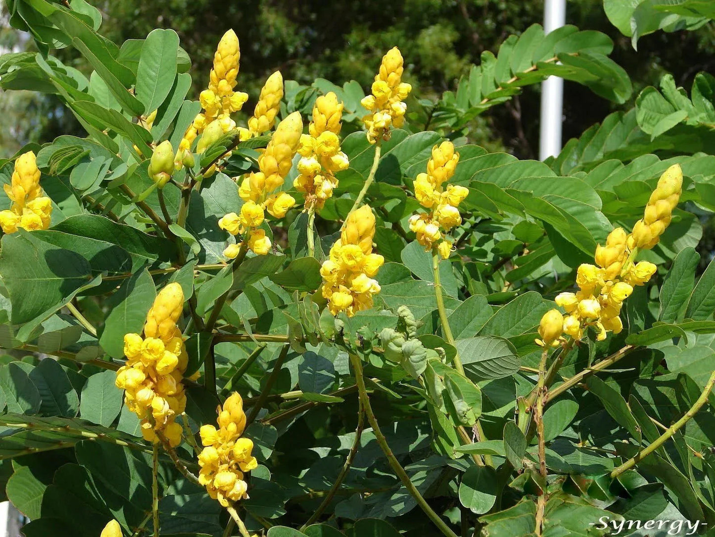 Yellow flowering Bush Seeds - Buttercup Bush - Seed World
