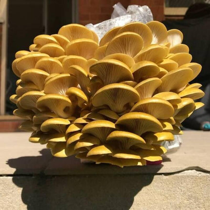 Yellow Golden Oyster Mushroom Liquid Culture - Seed World