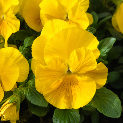 Yellow Pansy flowers