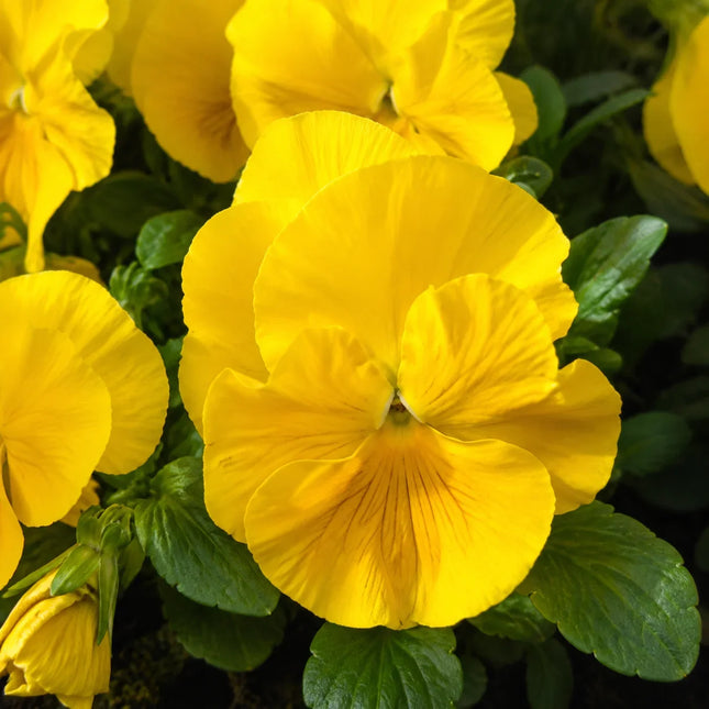 Yellow Pansy flowers