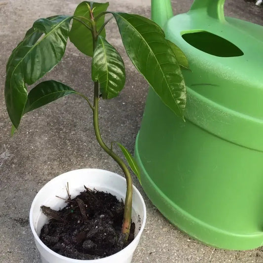 Young mango tree seedling with glossy green leaves growing in a white plastic pot next to a green watering can.