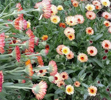 20 Zeolights Calendula (Pot Marigold) Seeds