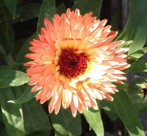 20 Zeolights Calendula (Pot Marigold) Seeds