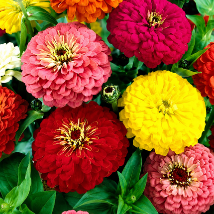 Zinnia Elegans Dahlia Flowered Mix Seeds - 1000