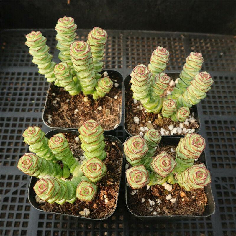 1 Live Rare Crassula cv. 'Jade Necklace' Succulent Plant – Fully Rooted in 2” Pot - Seed World