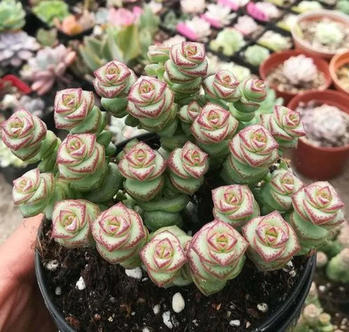 Close-up of a potted succulent with rose-like patterns, surrounded by other plants.