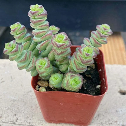 Potted succulent plant with green and pinkish-red leaves on a neutral background