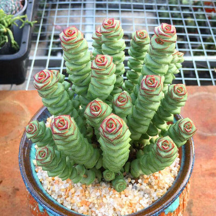 Potted succulent with spiral patterns in green and red on a wooden surface.