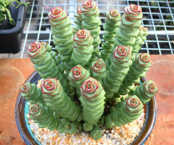 topsy turvy succulent Buy Echeveria Topsy Turvy Australia