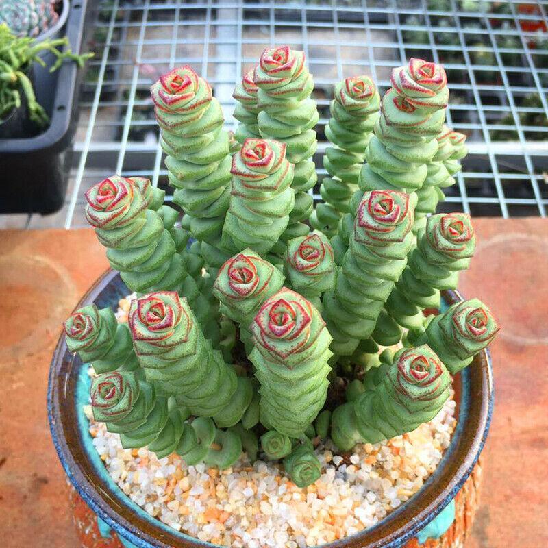 Potted succulent with spiral patterns in green and red on a wooden surface.