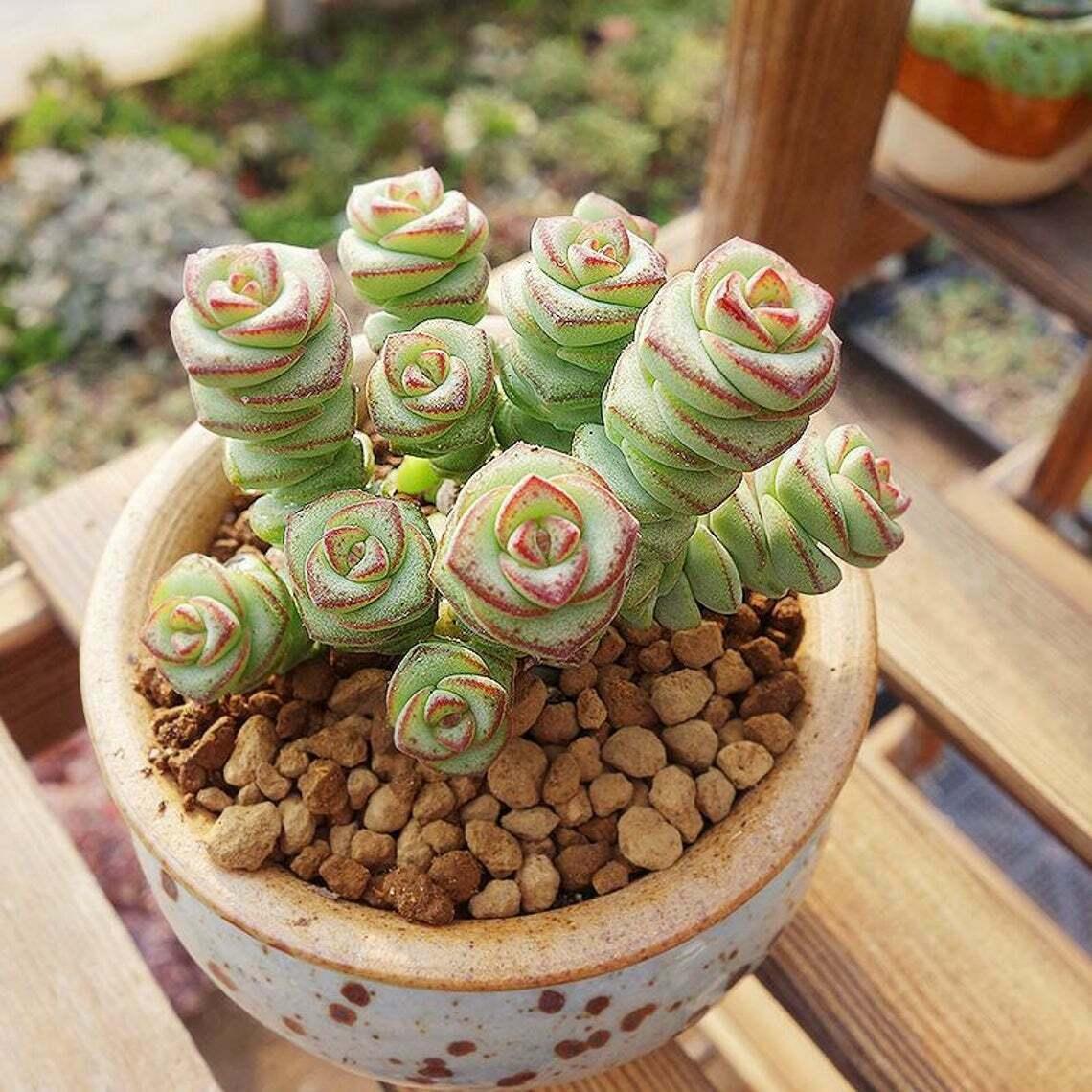 Potted succulent with spiral-shaped leaves on a wooden surface