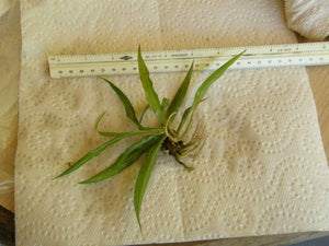 1 Live Spider Plant | Chlorophytum Comosum - Seed World
