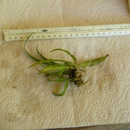 1 Live Spider Plant | Chlorophytum Comosum - Seed World