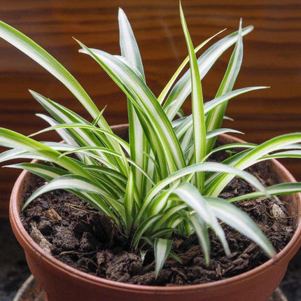 1 Live Spider Plant | Chlorophytum Comosum - Seed World