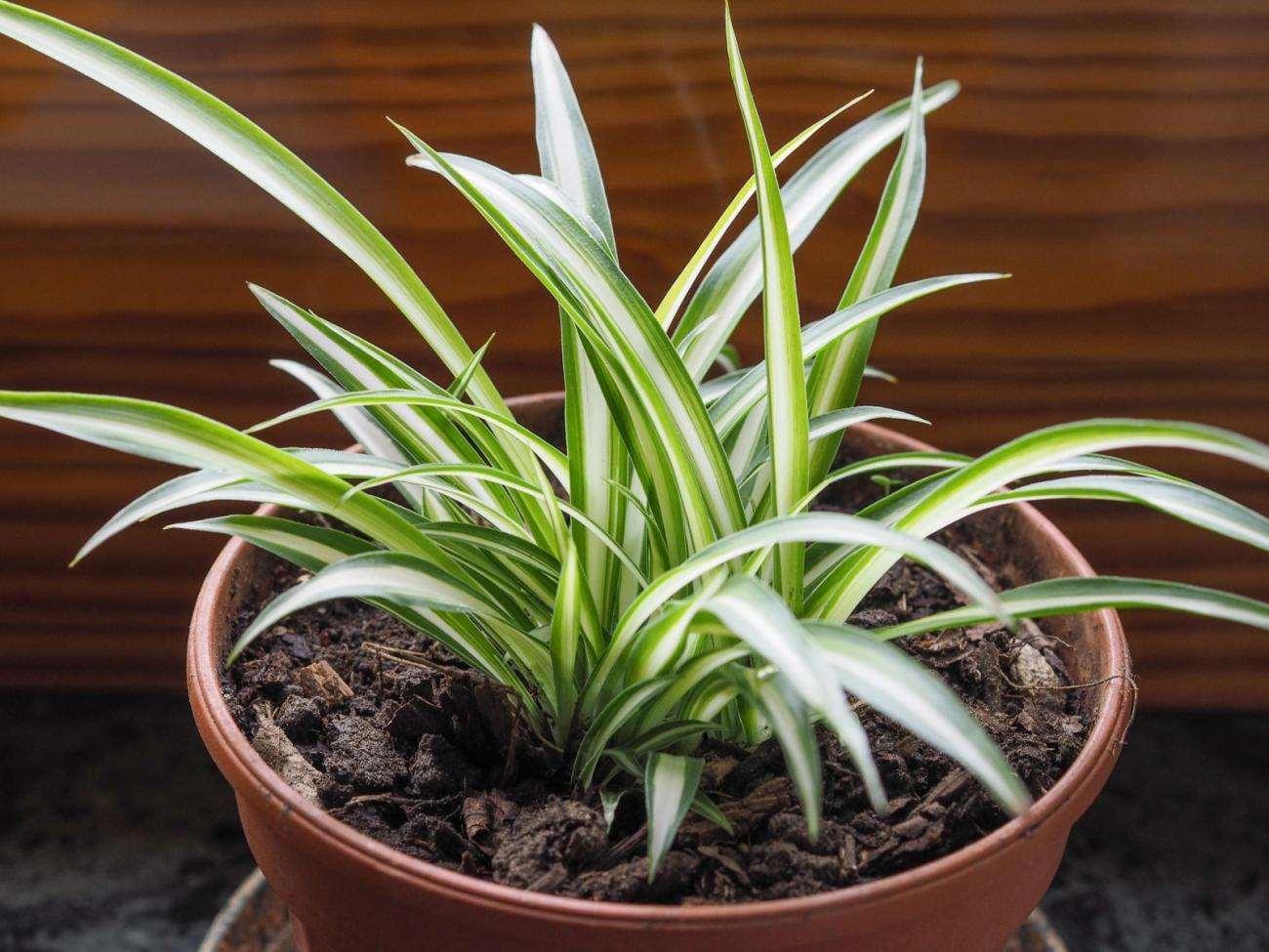 1 Live Spider Plant | Chlorophytum Comosum - Seed World