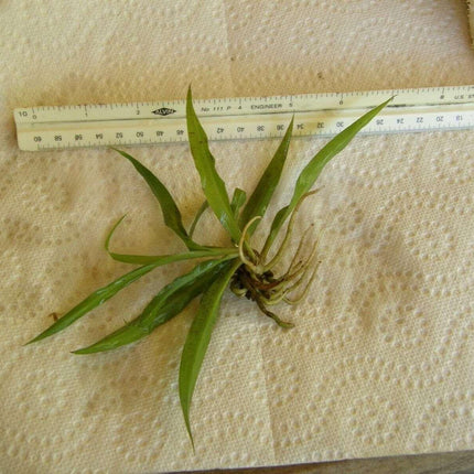 1 Live Spider Plant | Chlorophytum Comosum - Seed World