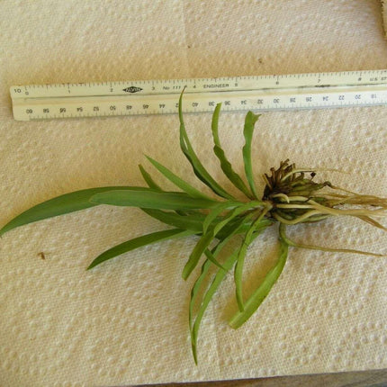 1 Live Spider Plant | Chlorophytum Comosum - Seed World