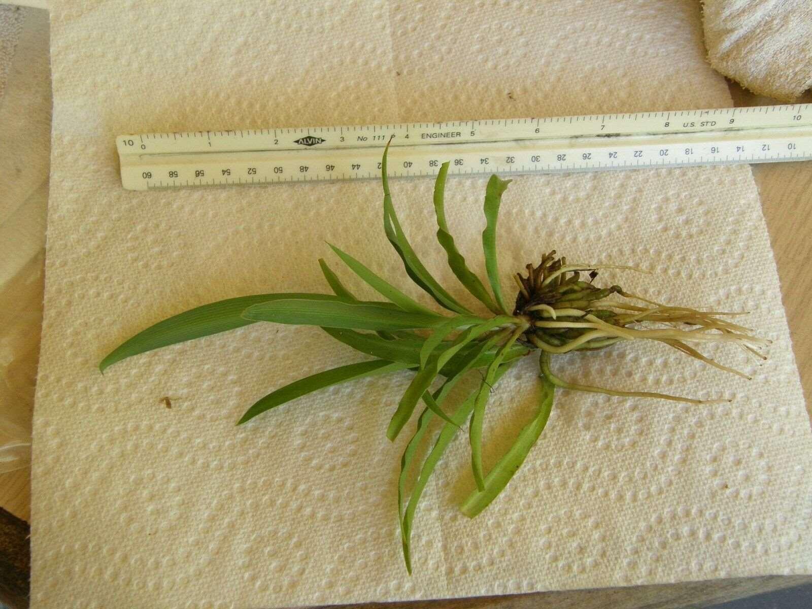 1 Live Spider Plant | Chlorophytum Comosum - Seed World