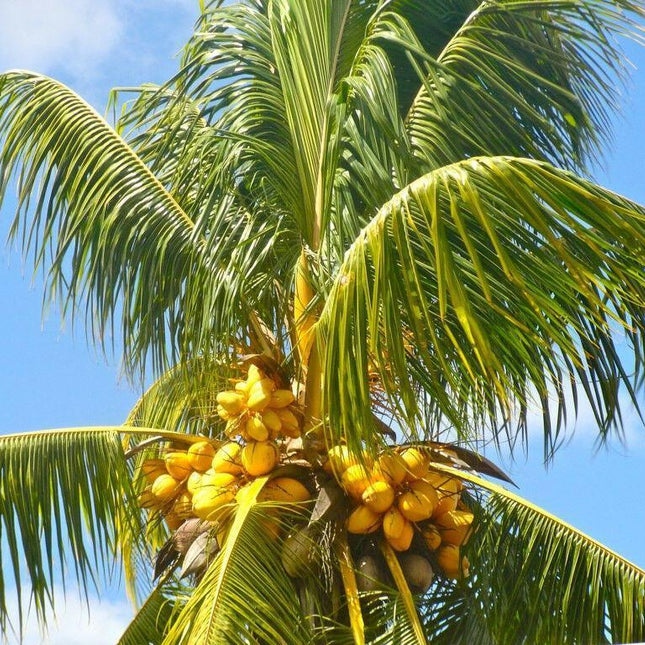 1 Live Yellow Coconut Seed - Seed World