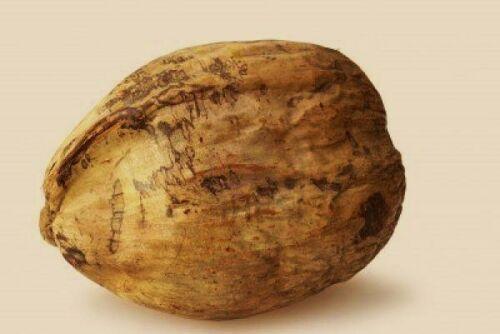 1 Live Yellow Coconut Seed - Seed World