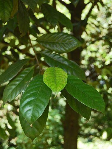 1 Nutmeg Seed - Seed World