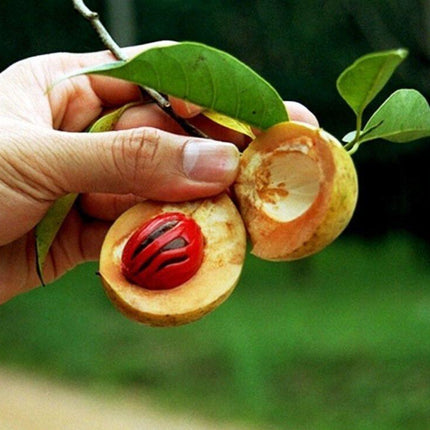 1 Nutmeg Seed - Seed World