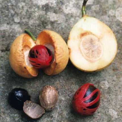 1 Nutmeg Seed - Seed World