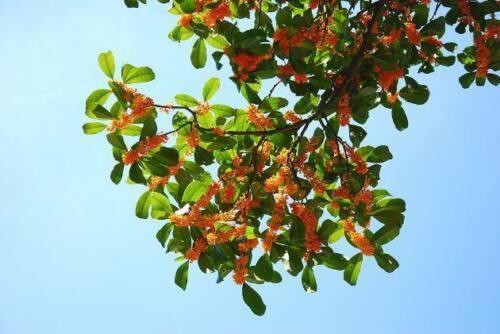 1 Nutmeg Seed - Seed World